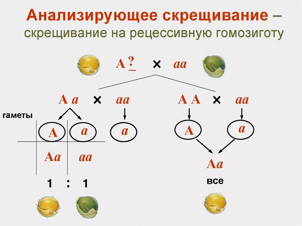 Аавв полное доминирование. Генетическая схема анализирующего скрещивания. Моногибридное скрещивание дигетерозигот. Схема наследования признаков при моногибридном скрещивании. Схема моногибридного скрещивания по Менделю.