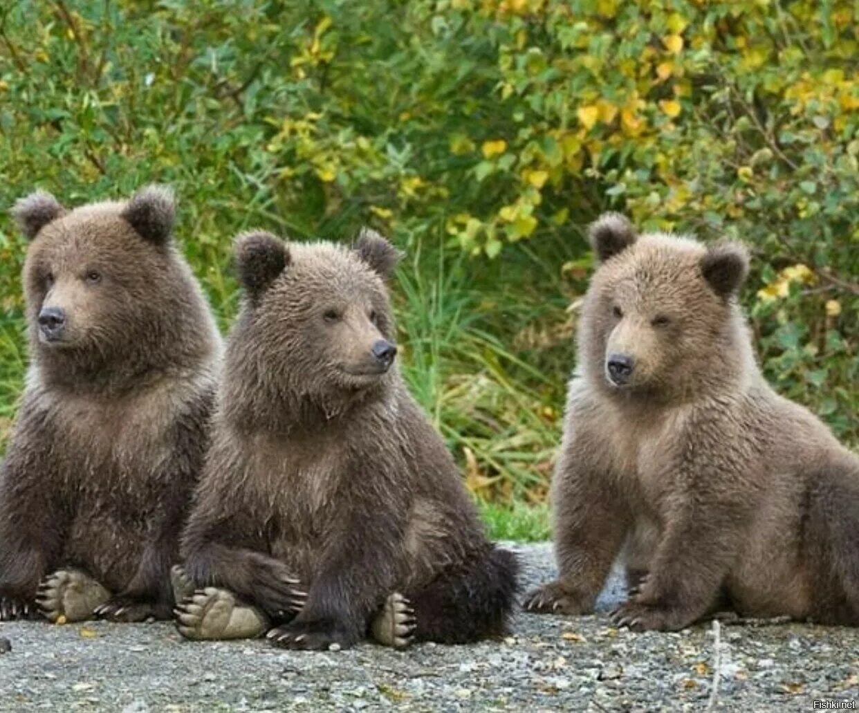 Медвежата. Бурый медведь. Бурый медведь Беларуси. Три медвежонка. Five bears