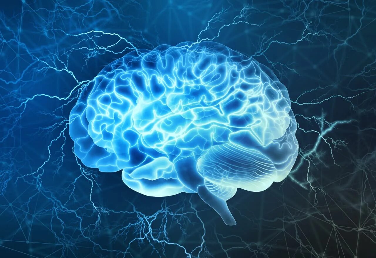 Brain 2024. Головной мозг. Изображение мозга.