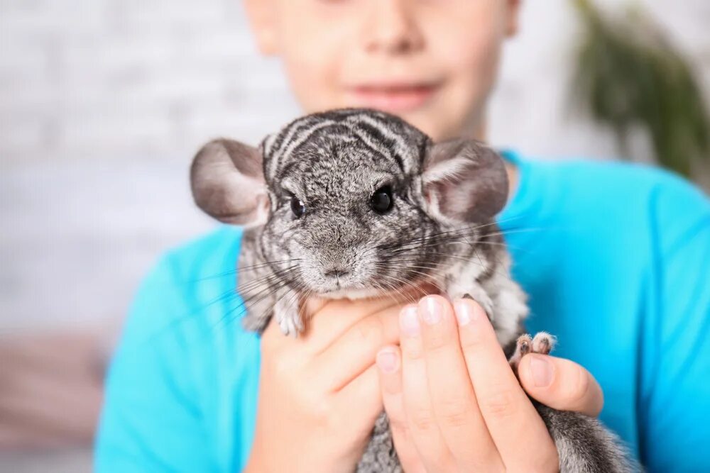 Exotic animals pets. Шиншилла. Шиншилла ручная. Шиншилла фото. Шиншилла на руках.