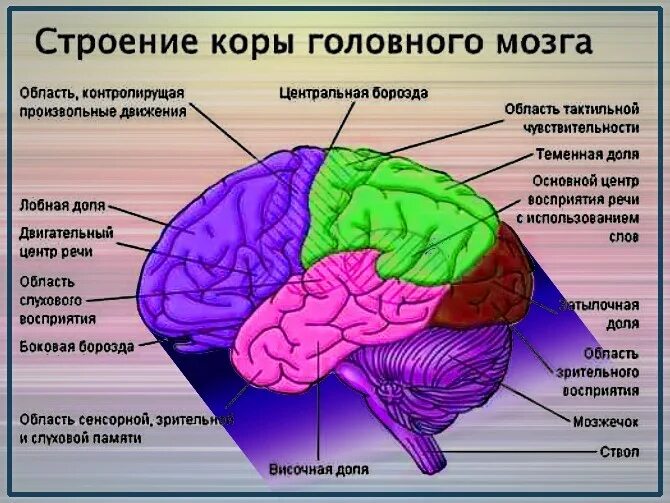 Какова функция коры. Структура коры головного мозга. Функции отделов коры головного мозга. Строение большой коры головного мозга.