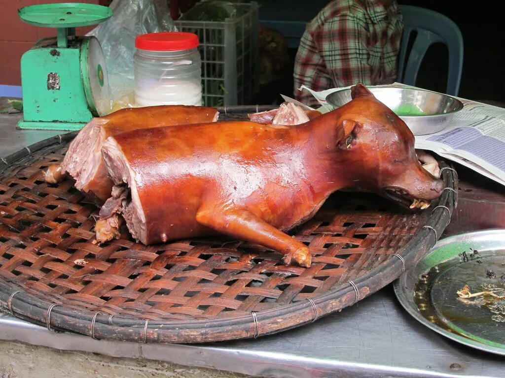 Фестиваль собачьего мяса в китае. Зачем собаки едят кошек. Фестиваль поедания собак в китае. Собачатина в южной корее. Зачем собаки едят кошек.