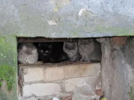 Как выманить кота из подполья