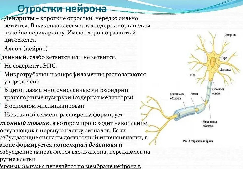 Нервные действия. Строение нерва дендрит. Нервная ткань Аксон дендрит. Начальный сегмент аксона функции. Аксон и дендрит строение и функции.