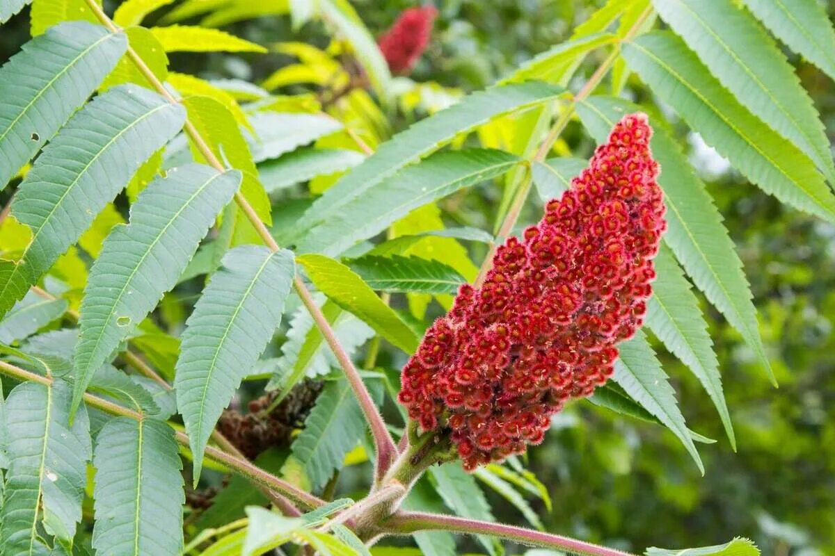 Сумах оленерогий. Сумах гладкий (Rhus glabra). Сумах дубильный (Rhus coriaria. Сумак специя.