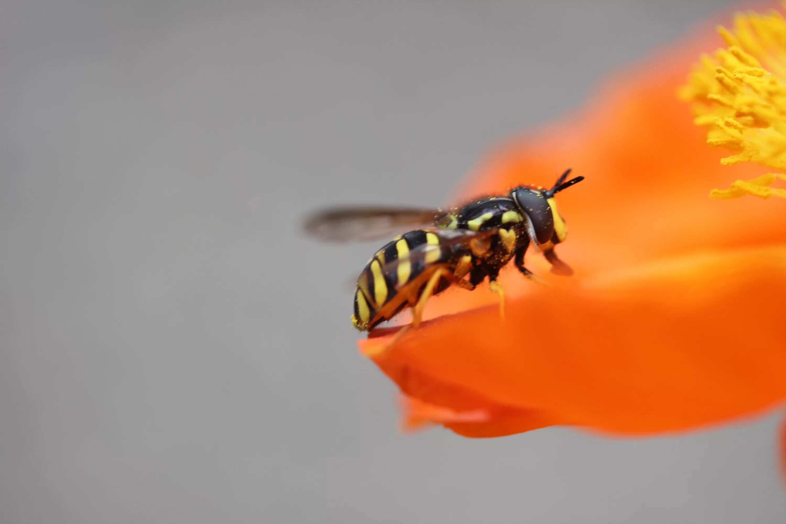 Сколько живут осы. Оранжевая Оса. Цветочные осы. Оранжевая пчела. Оса на цветке.
