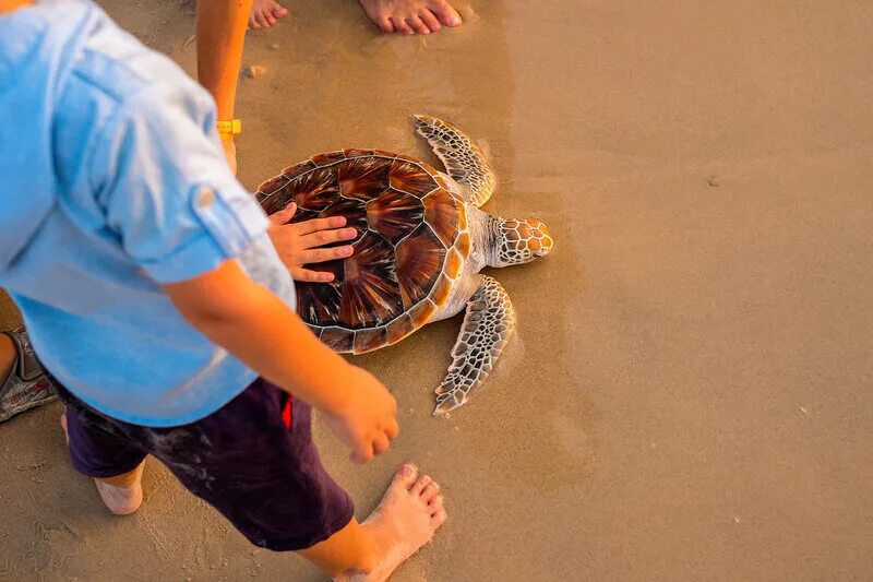 Выпустим черепаху. Черепахи на Пхукете. Пхукет морские черепахи. Морские черепахи на Пхукете. Запусти черепашку.