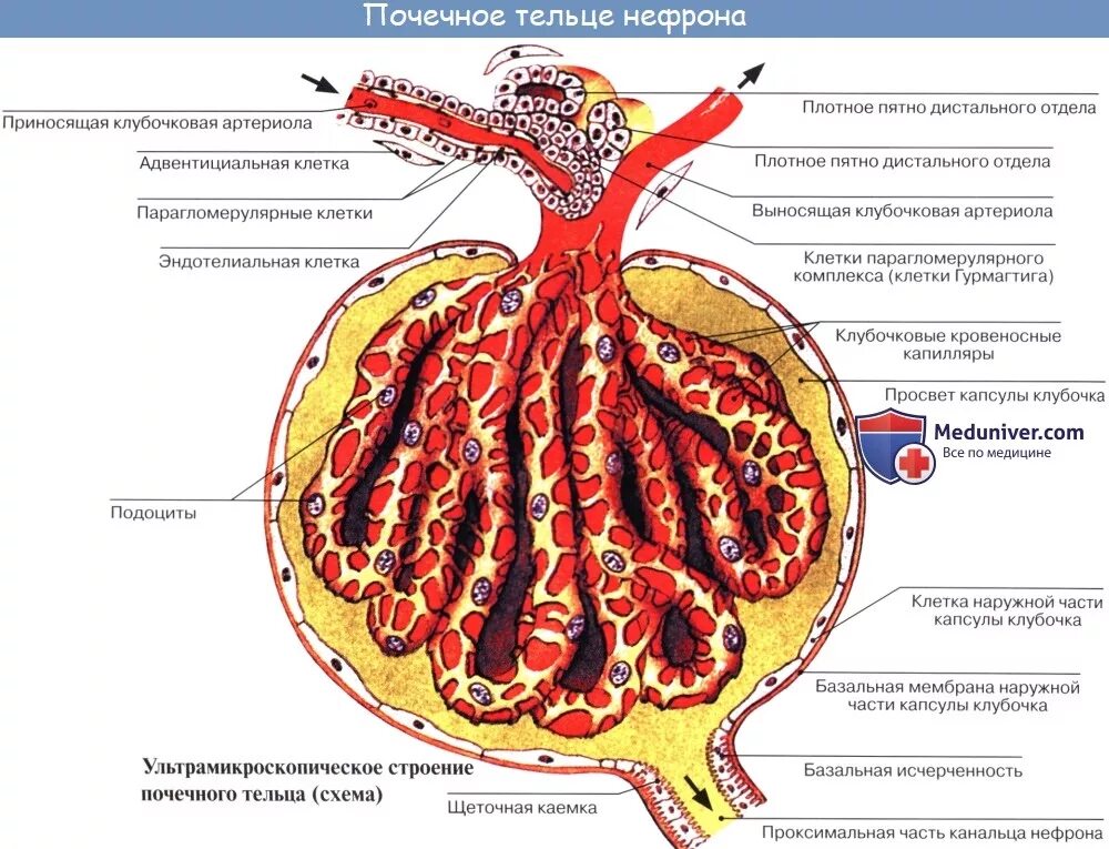 Юкстагломерулярный аппарат анатомия. Строение клубочкового аппарата почки. Строение нефрона почечное тельце. Строение почечного тельца нефрона. Почечное тельце почки