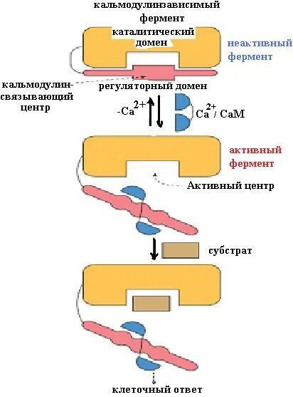 Неактивный фермент. Кальмодулин зависимые ферменты. Кальмодулин биохимия. Кальций кальмодулин. Кальмодулин функция.