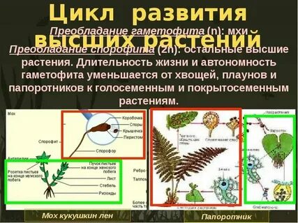 Растения с преобладающим спорофитом