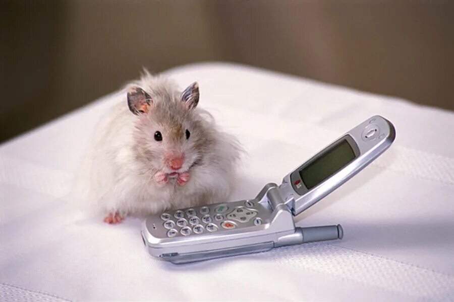 Мышка для телефона. Хомяк с телефоном. Крыса с телефоном. Мышь ждет. Хомяк компьютерный