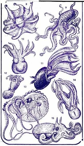 Головоногий рисунок. Головоногие моллюски Аргонавт. Головоногие моллюски рисунок. Эволюция головоногих моллюсков. Эволюция кальмаров.