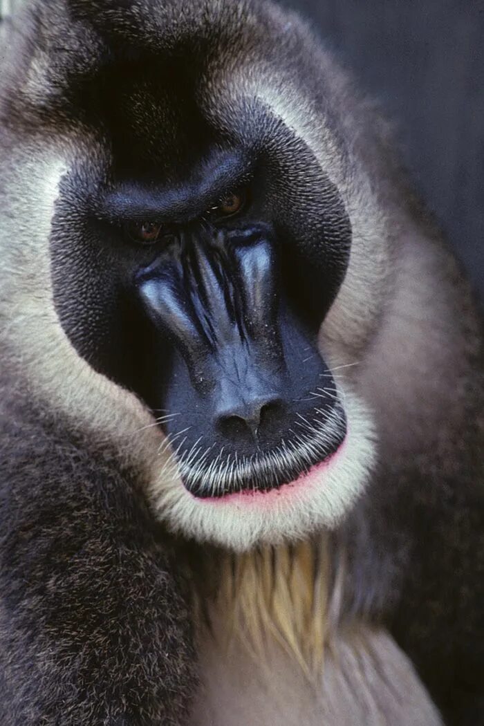 Drill monkey. Mandrillus leucophaeus. павиан дрил. камерунский павиан. камерунский павиан дрил.