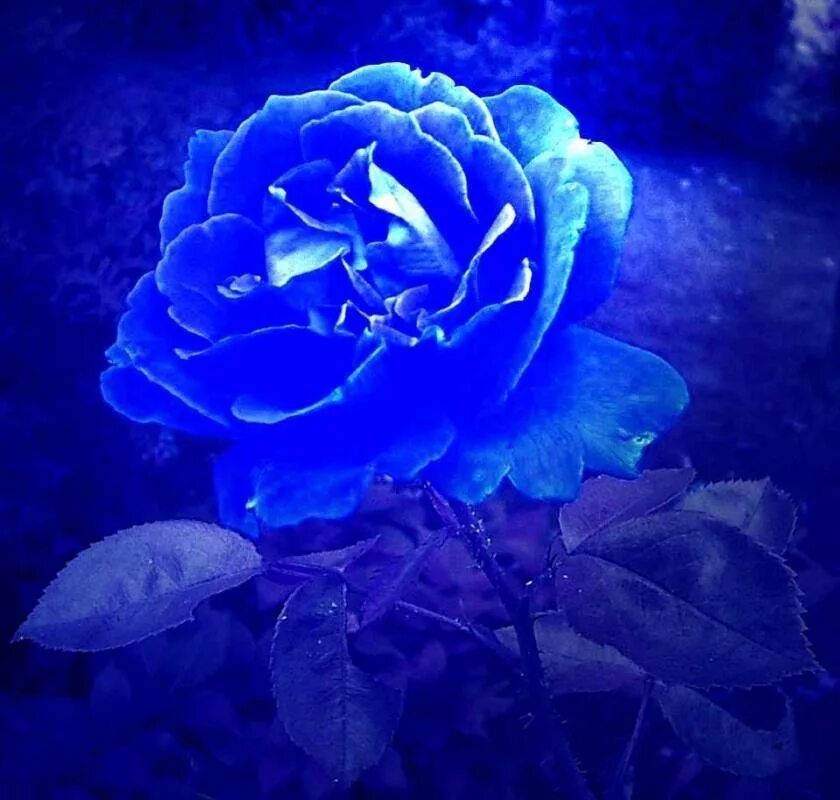 голубые розы сантори. милиотти голубая роза. темно синие цветы. красивый синий цвет. красивый синий цвет.