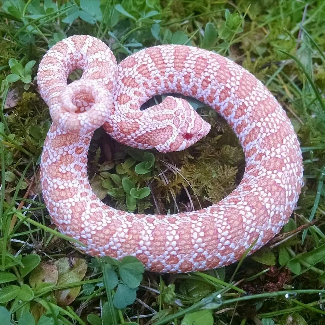 Розовый полоз. Королевский питон розовый. Pink Hognose Snake. Милая змея. Самые милые змеи.