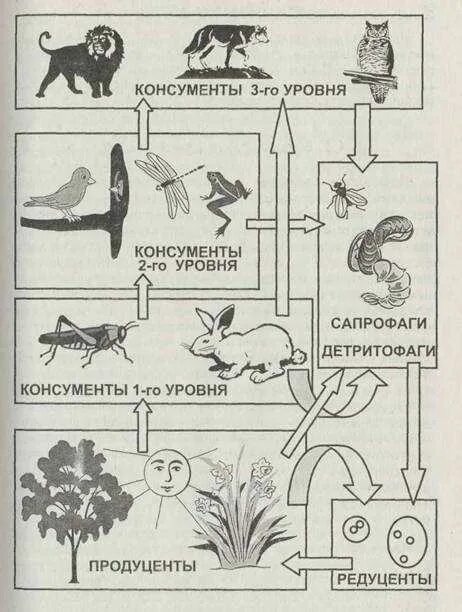 Продуценты редуценты консументы 1 порядка. Цепь питания консументы редуценты. Пищевая цепь продуценты консументы редуценты схема. Цепь питания продуценты консументы редуценты рисунок.