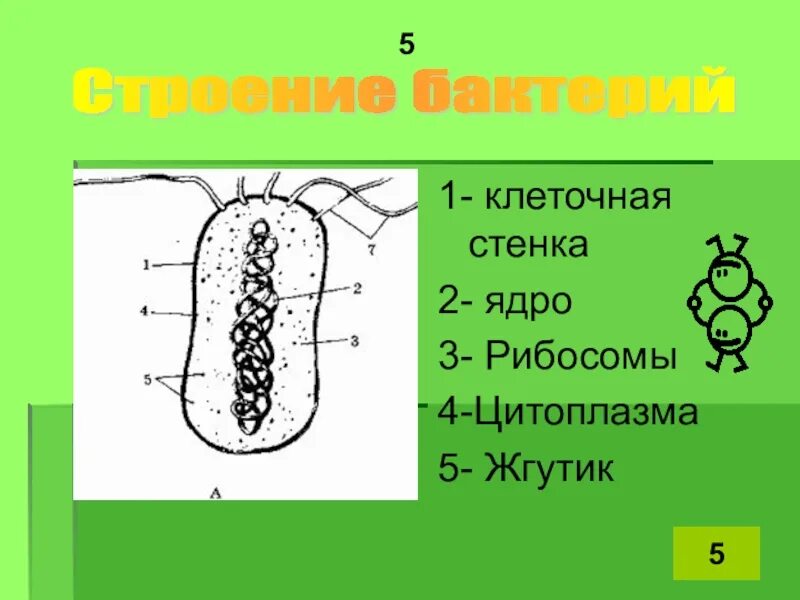 Бактерии строение ядра