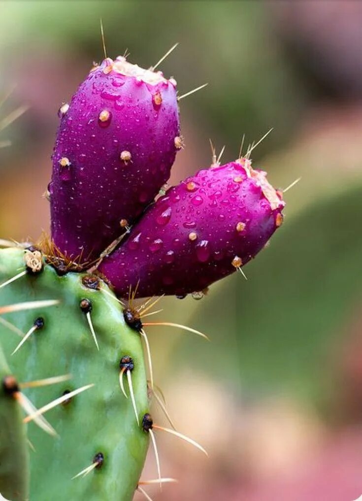 Prickly pear