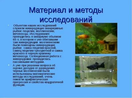 Биологическая наука изучающая аквариумных рыбок