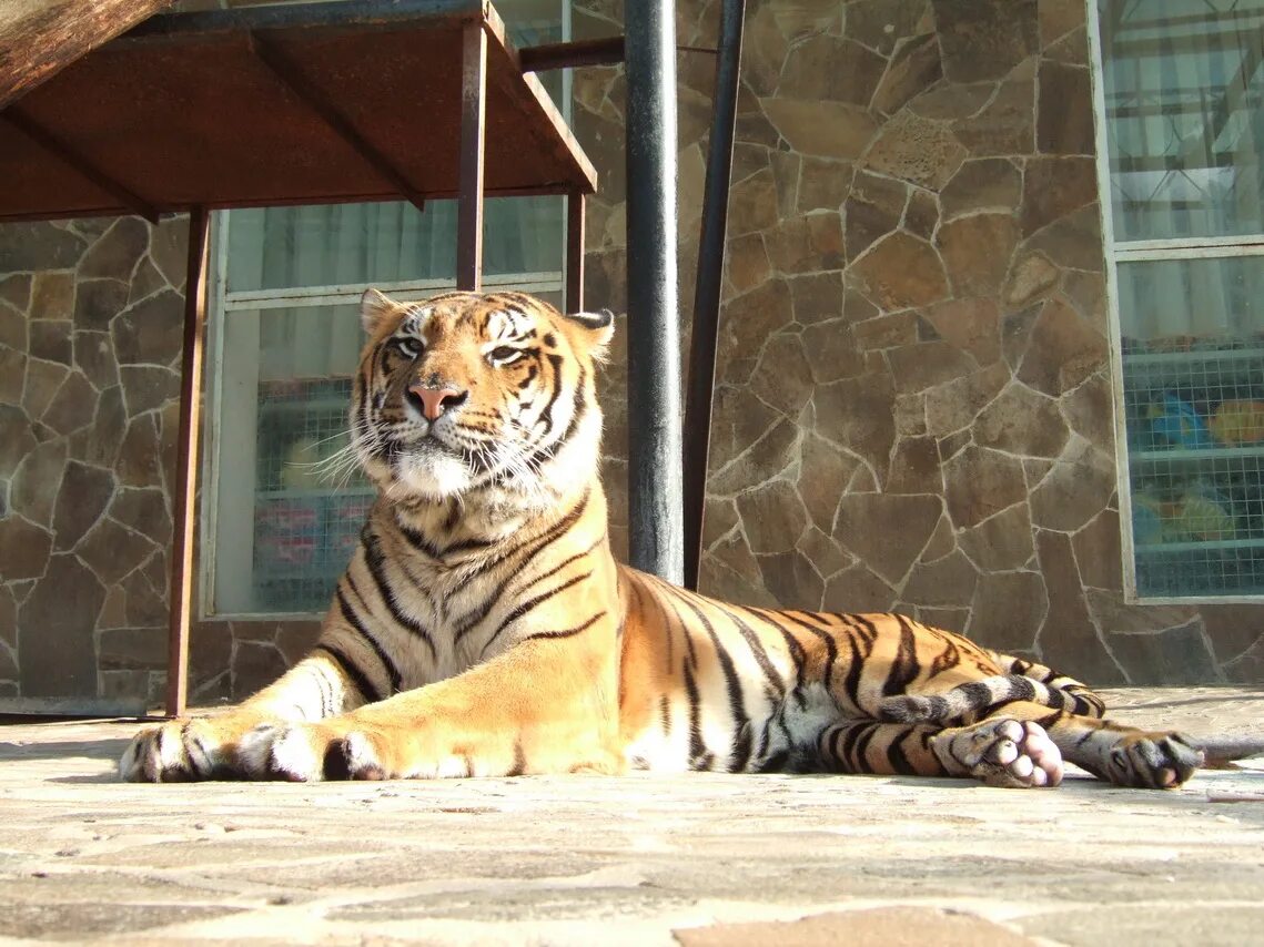 Купить тигра 7. Тигровая 7. Музей тигров картинки. Тигр дворец фото. Фото тигра на даче летом.