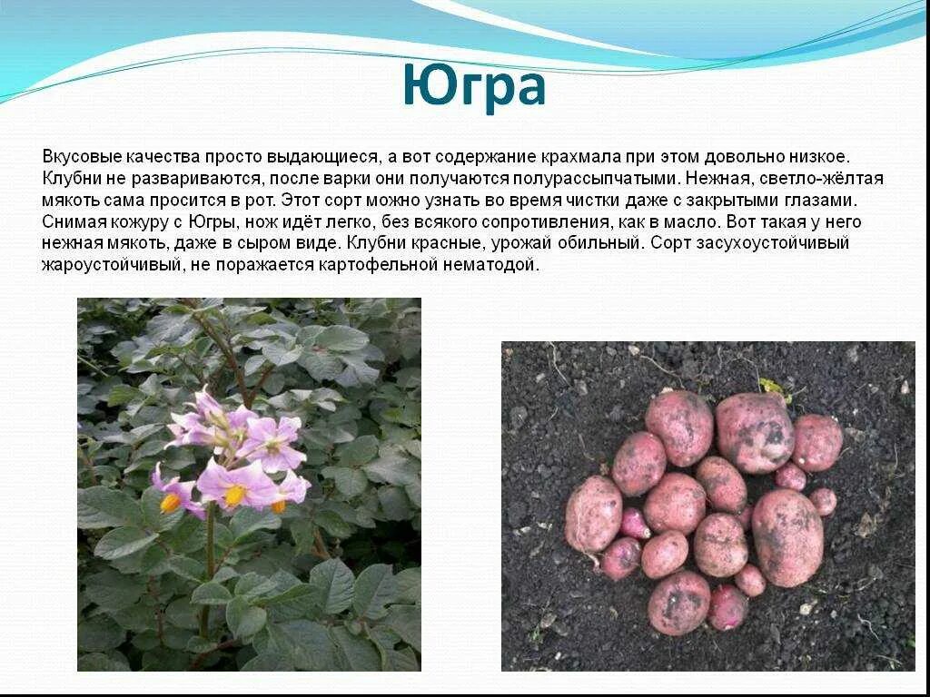 Картофель содержит крахмала. Крахмальные сорта картофеля. картофель сорт югра. низко крахмальные сорта картофеля. картофель без крахмала сорта.