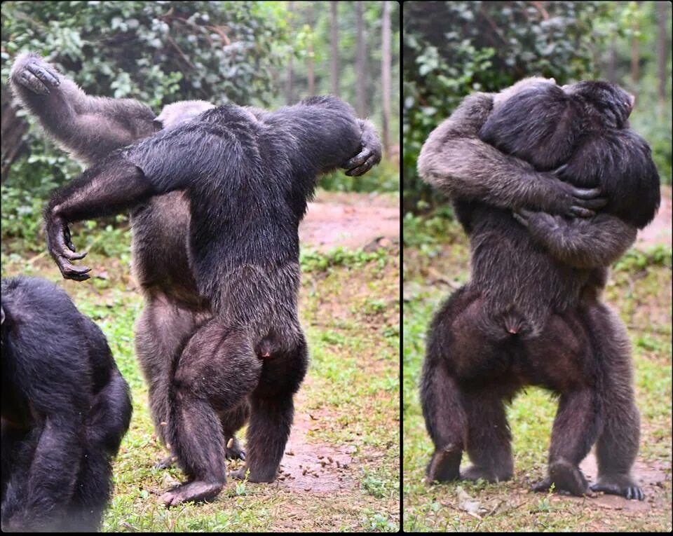 У шимпанзе в соматических