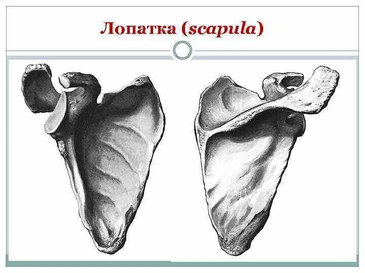 Лопатка анатомия вид спереди. Лопатка анатомия Синельников. Клювовидный отросток лопатки анатомия. Лопатка кость строение анатомия.