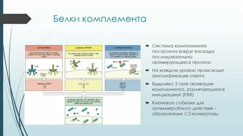 Система комплемента