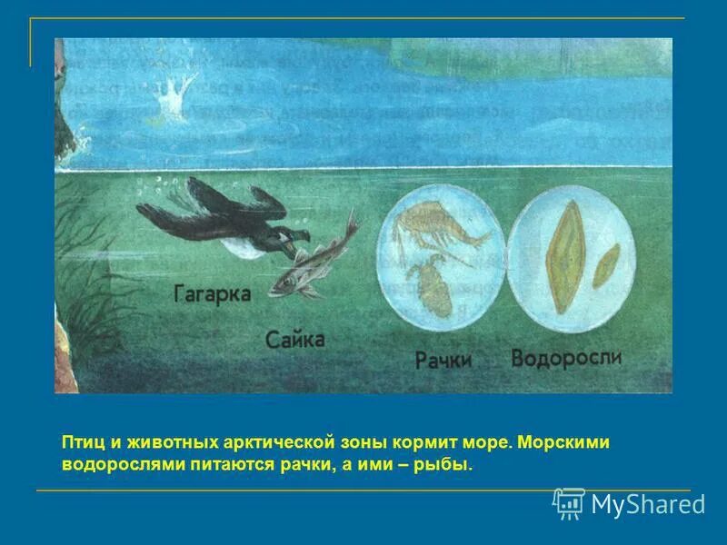 Водоросли рачки рыбы. Водоросли - рачки - рыбы - птицы. рачки питаются водорослями. схема цепи питания характерной для арктической пустыни. схема питания море:водоросли-рачки -раки-медузы.