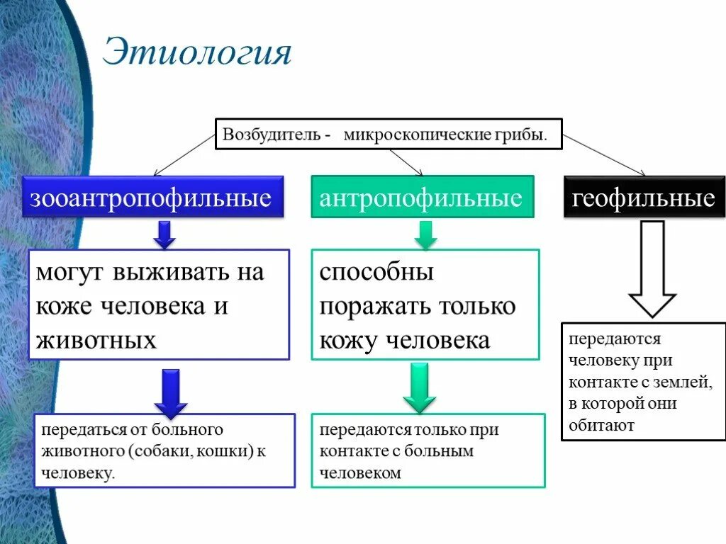 Микозы этиология. Микроспория патогенез. Микроспория этиология.