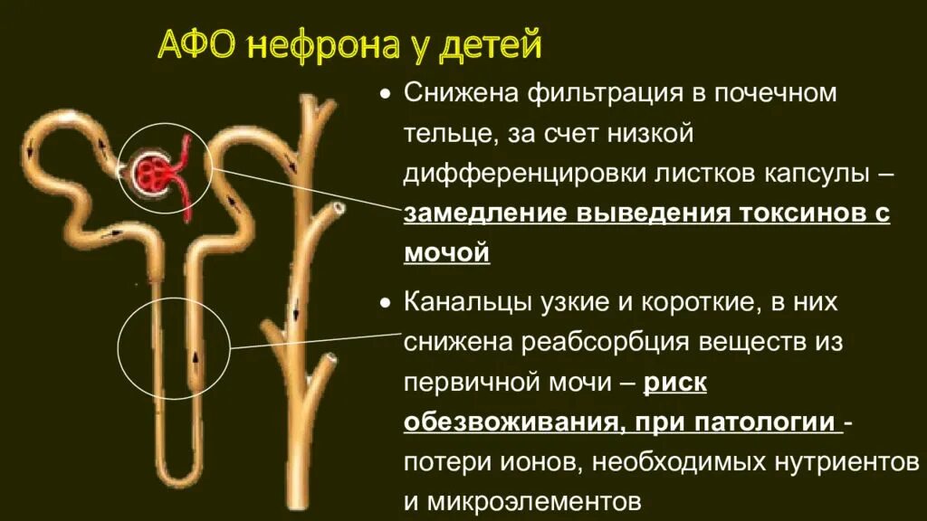 Капиллярный клубочек почечная лоханка почечный каналец. Строение нефрона у детей. Мочевыделительная система почки мочеточники. Строение нефрона почки. Мочевыделительная система структура нефрон.