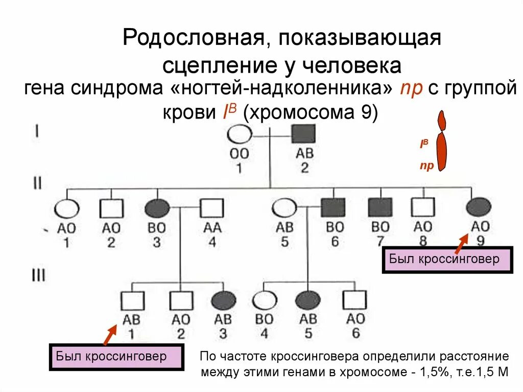 Методы изучения генетики человека генеалогический