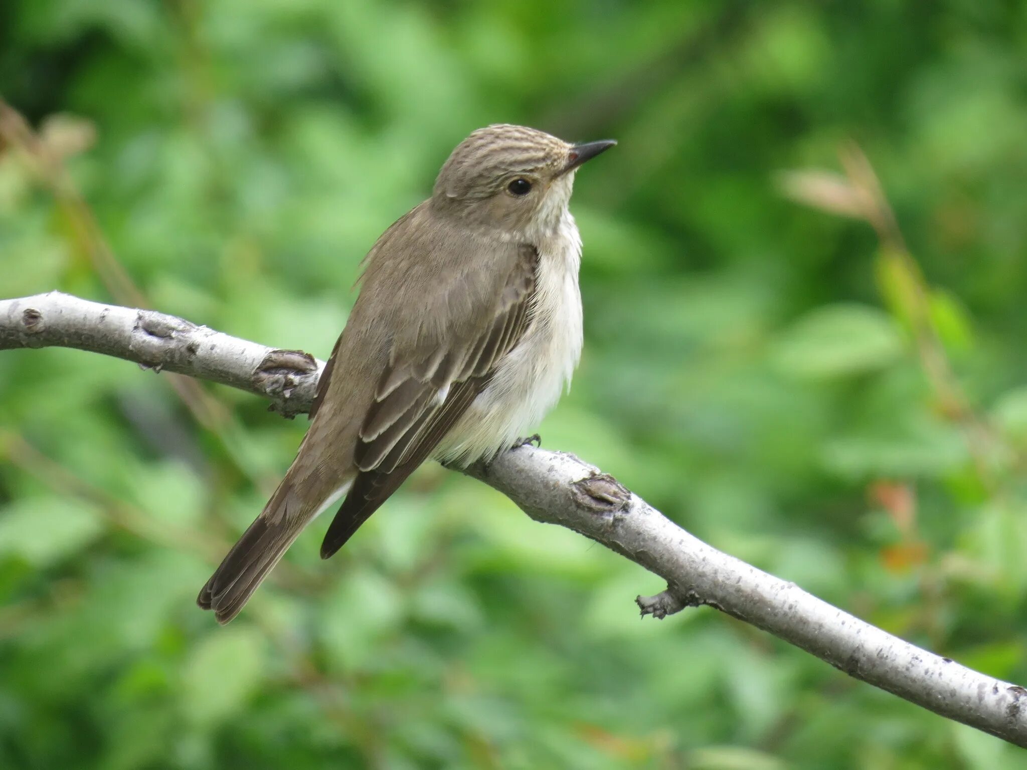 Мухоловка серая – Muscicapa striata (Pallas, 1764). Малая мухоловка птица. Малая мухоловка самка. Мухоловка Крымская птица.