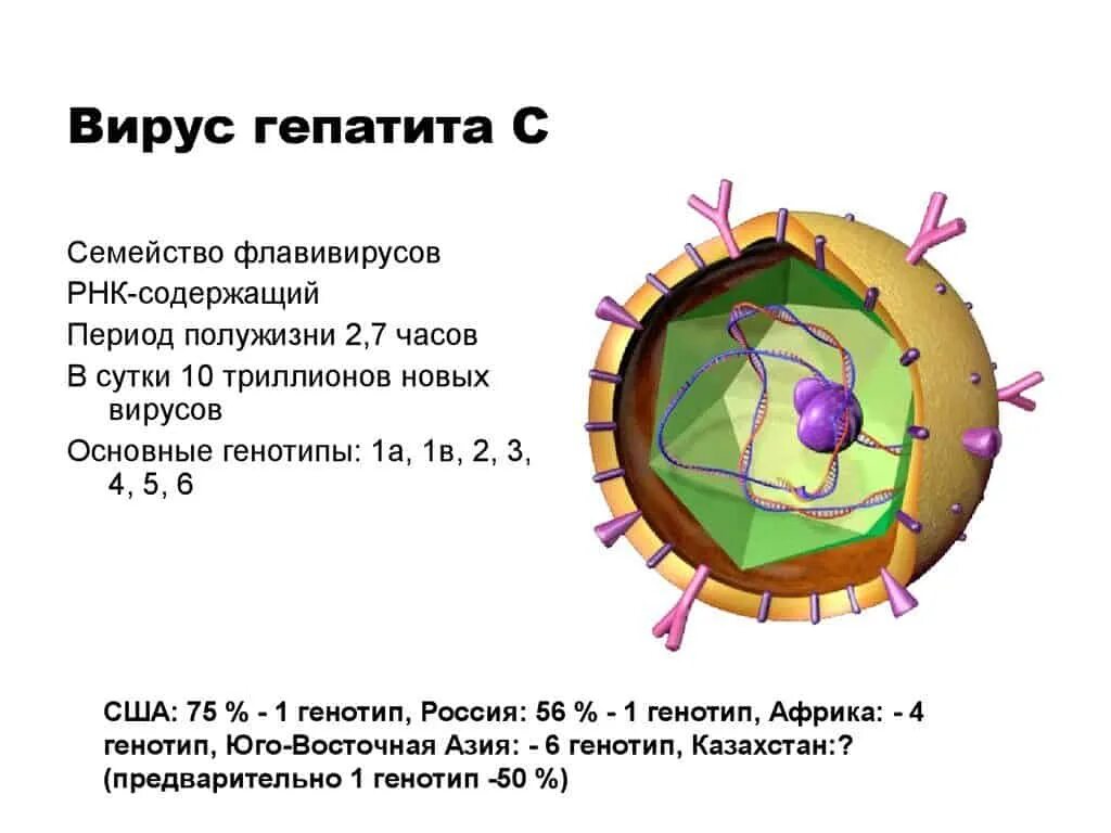 Гепатит вгс. Строение вируса гепатита ц. Вирус гепатита в. Вирусный гепатит с (ВГС. Гепатит а как выглядит вирус.