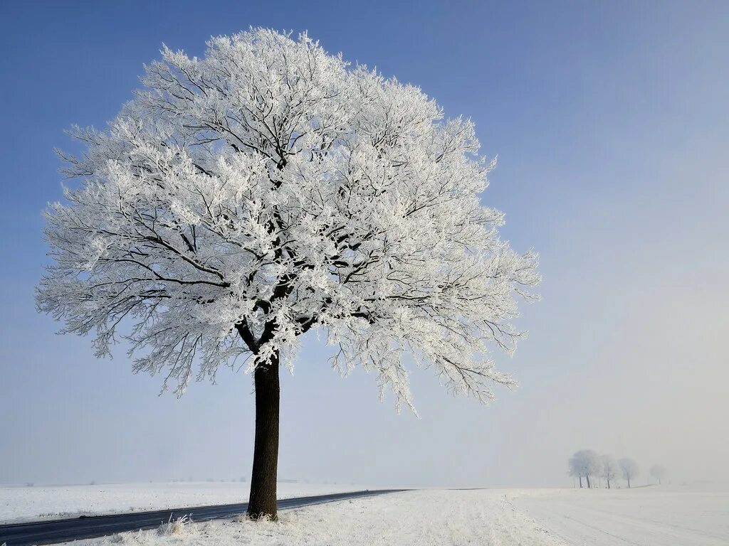 Зачем белые деревья. Зимнее дерево. Красивое развесистое дерево зимой. Белое дерево. Зимнее дерево в свете.