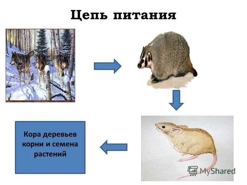 Кормится корой деревьев. Лось обгладывает кору дерева. Какое животное кормится зимой корой деревьев. Какое животное питается корой деревьев. Какое животное питается корой деревьев.