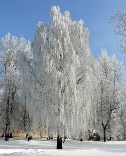Распустились белой бахромой