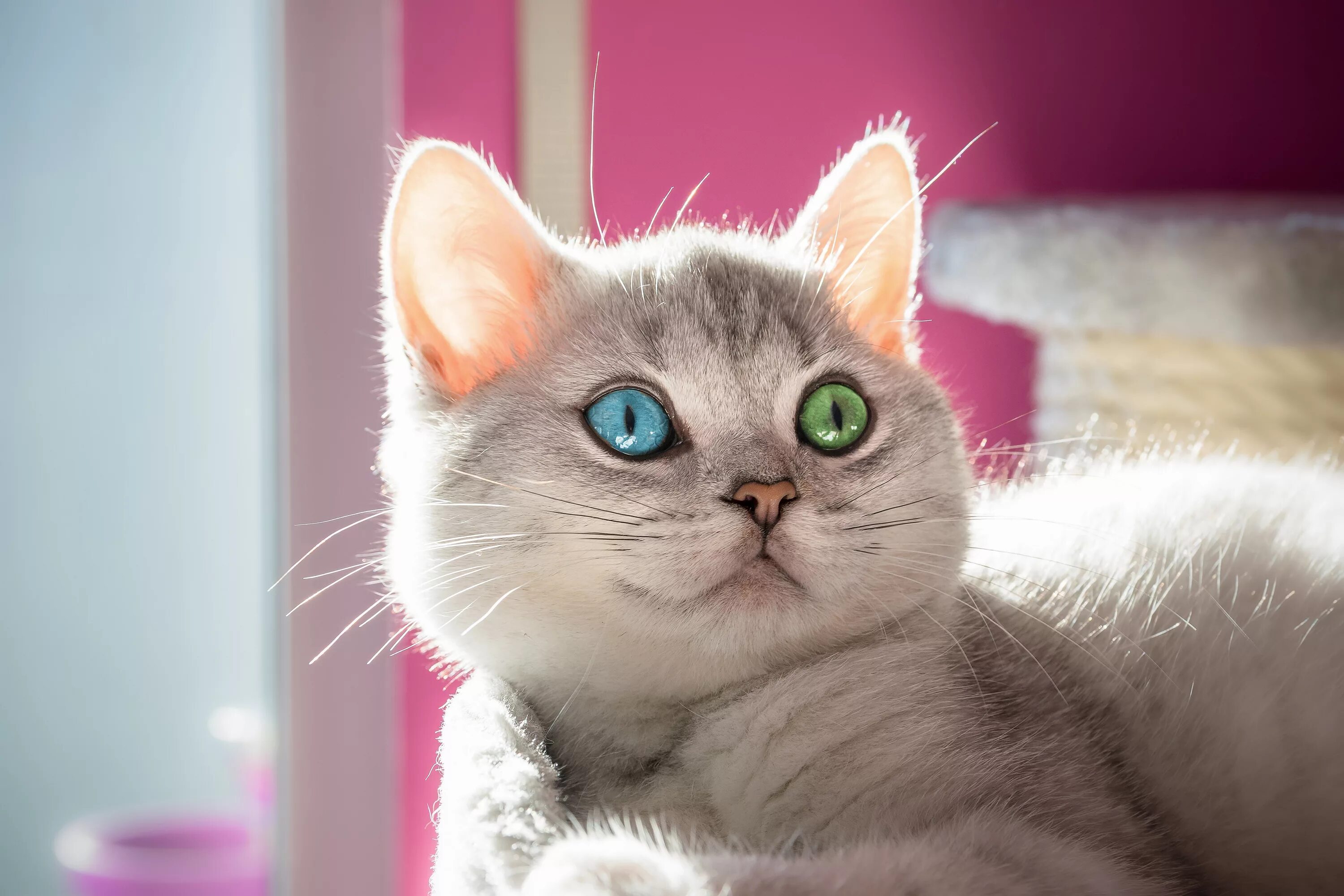 Кошка света. Белый свет кошечка. Кошка светка. Кошка света. Кот.