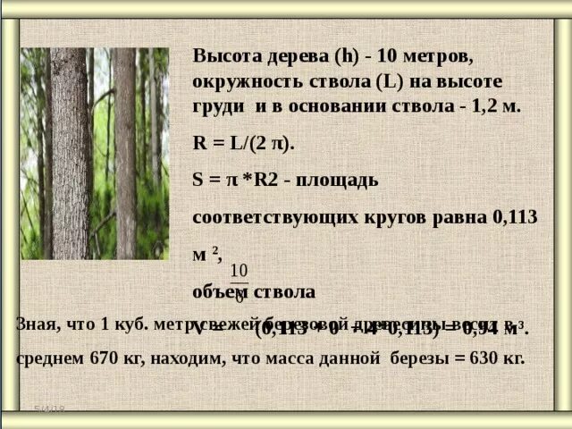 6 метров береза. Объем древесины в дереве. Объем спиленного дерева. Вес ствола дерева. Объём дерева по диаметру ствола.