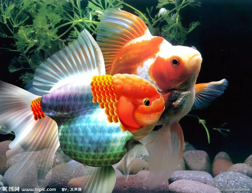 Pets fish