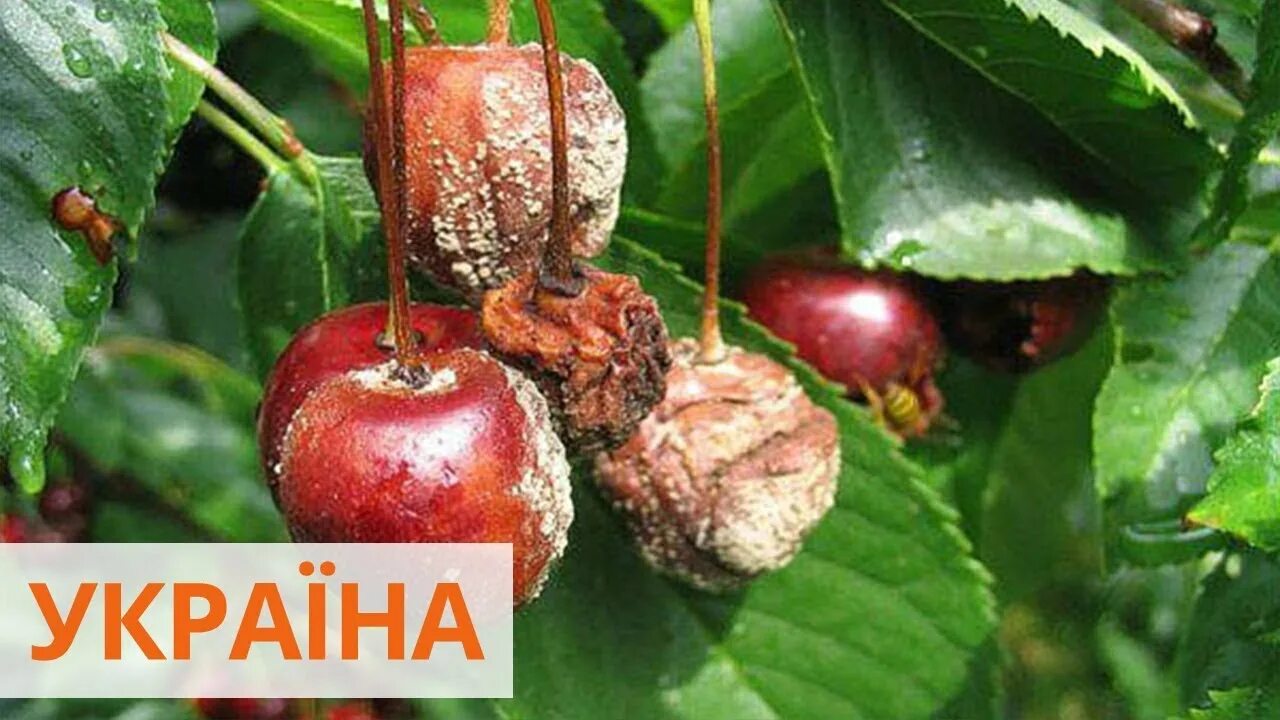 Вишня: болезни и вредители - как бороться, почему сохнет, опадает, тля и черви, 