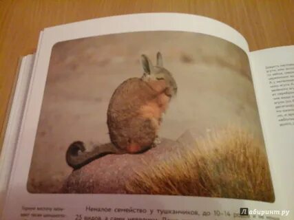Притч о животных геншин