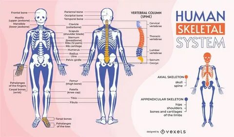 Human system
