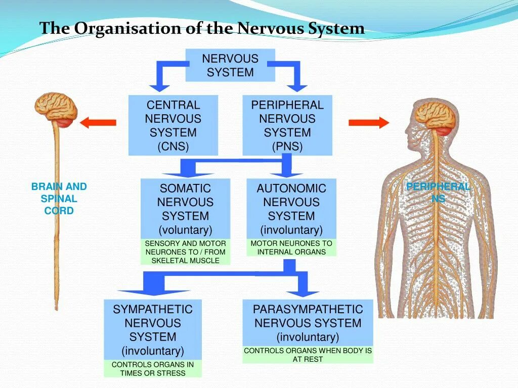 Нервная система тест егэ. Nervous system. central and peripheral nervous system. составьте предложение со словом nervous system. нервная система прикол.