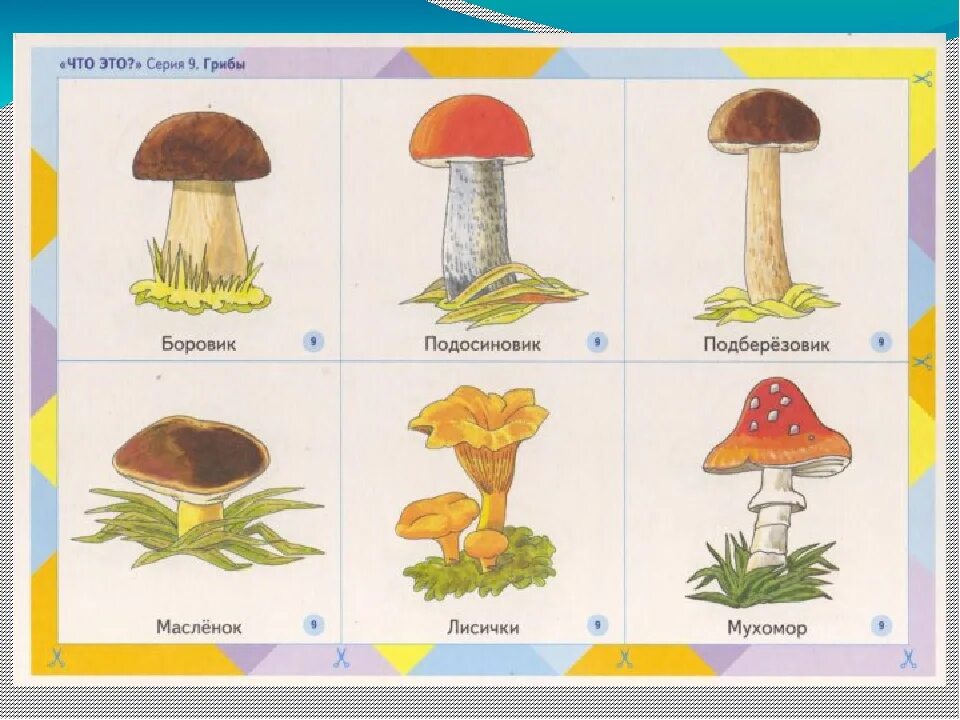 Карточки съедобные и несъедобные грибы для детей. Несъедобные грибы карточки для детей. Грибы картинки для детей с названиями. Наглядное пособие грибы.