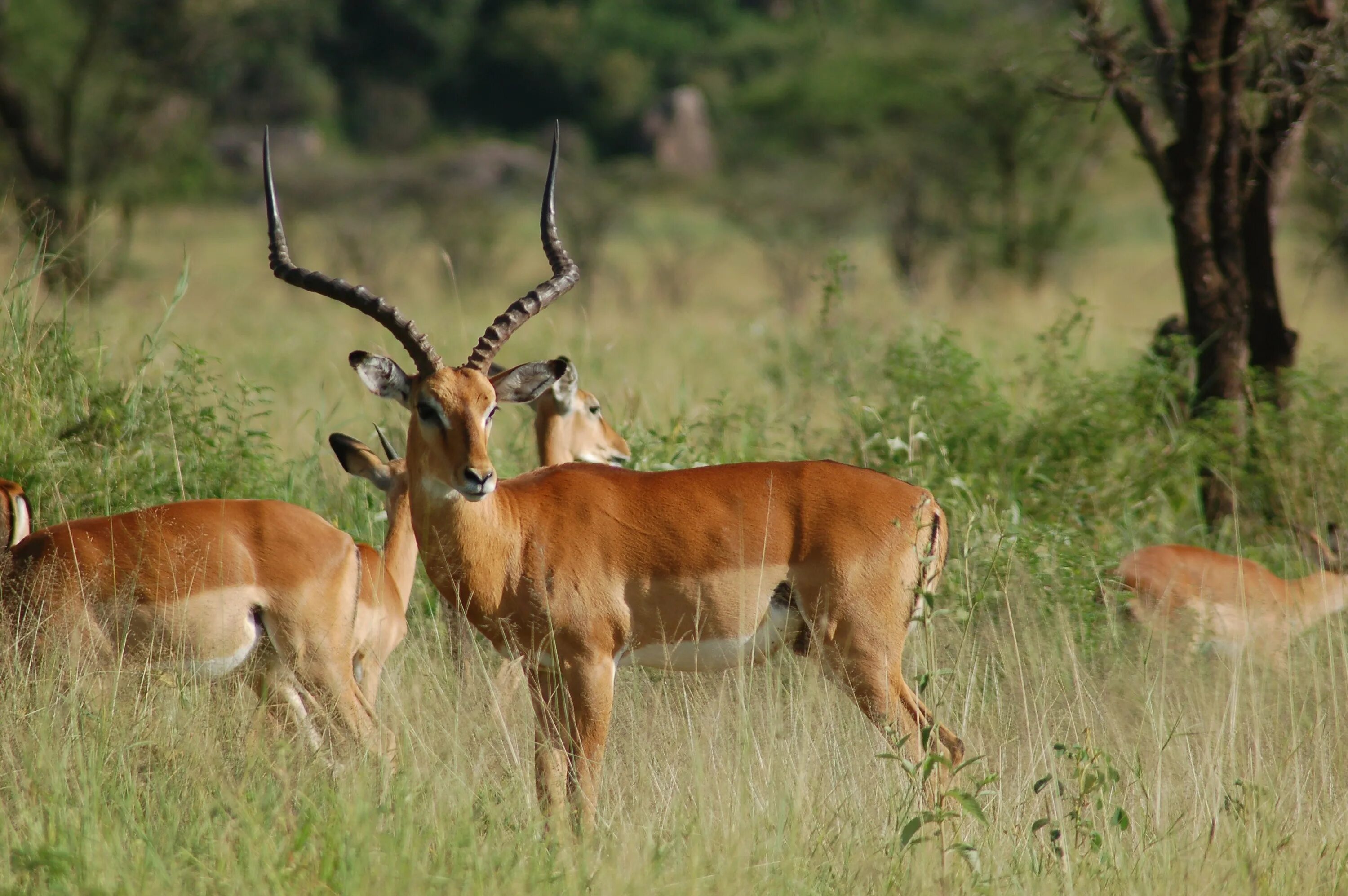 Антилопы в какой природной зоне. Африканская антилопа Импала. Антилопы Серенгети. Антилопа в саванне. Антилопа Импала в Танзании.