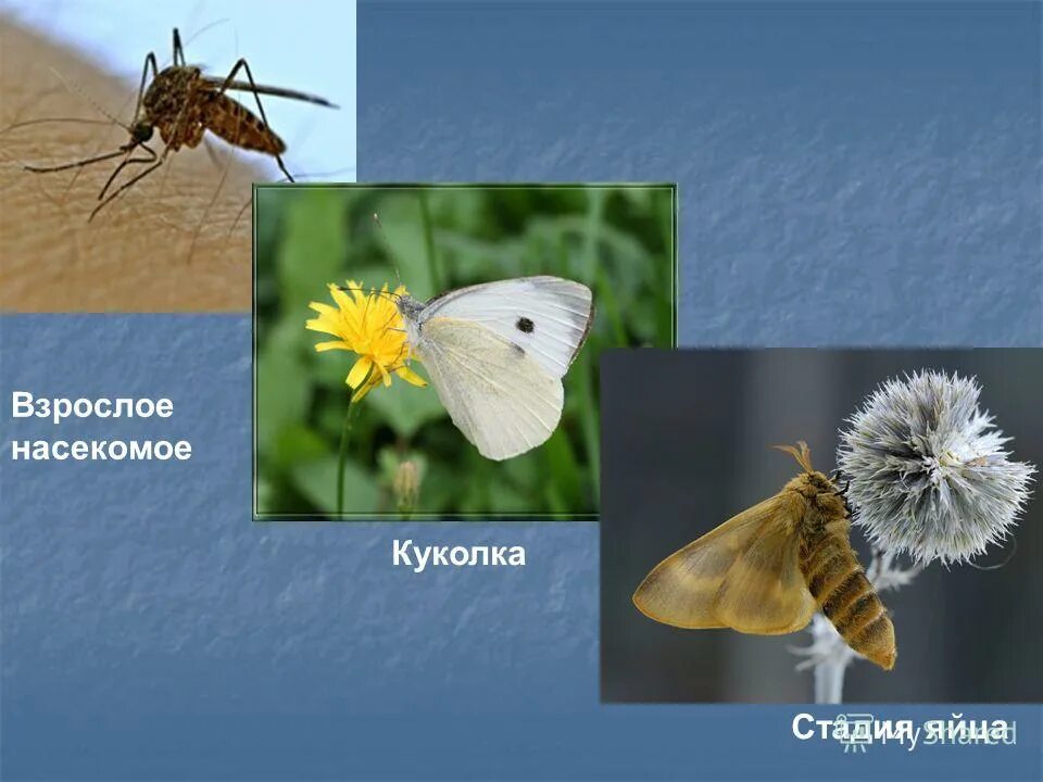 Насекомые у которых отсутствует стадия куколки. Стадия куколки характерна для. Стадии куколки бабочки. Таракан прусак стадии развития. Насекомые с полным превращением.