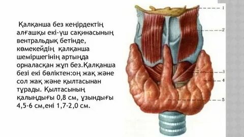 Пәктіктен айыру порно онлайн