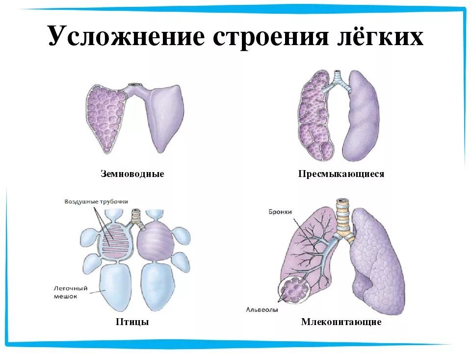 Легкие млекопитающих и пресмыкающихся