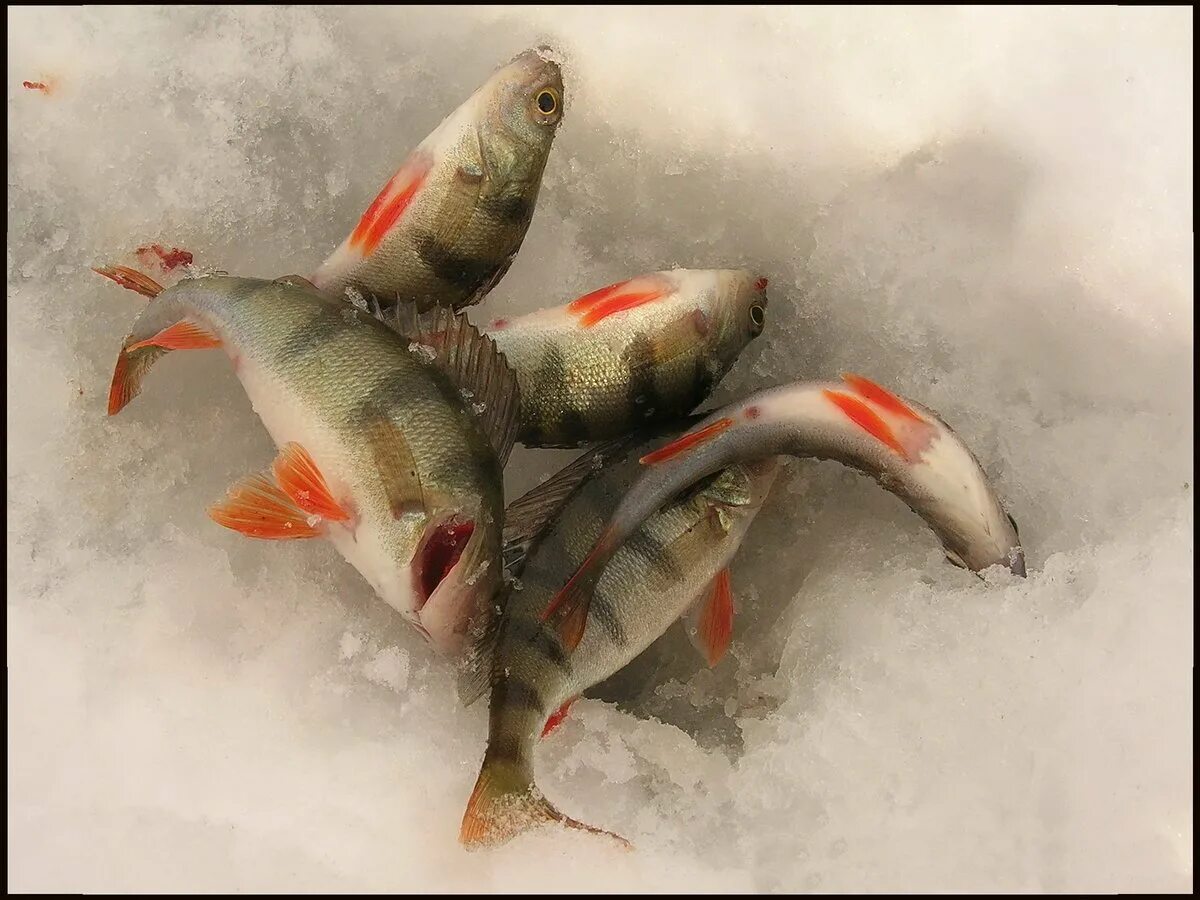 Какие отношения между щукой и окунем. Зимний окунь. Зимняя рыбалка. Окунь рыба зимняя рыбалка. Окунь на льду.
